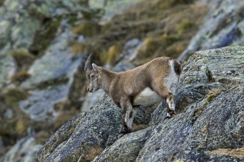 Alpine ibex (Capra ibex) young female foraging on mountain slope in winter in the Gran Paradiso