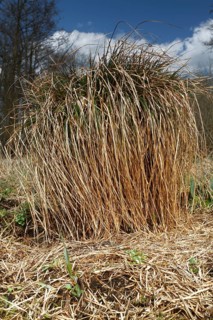 Greater tussock sedge (Carex paniculata) in spring, sour grass, tall perennial, Flusslandschaft