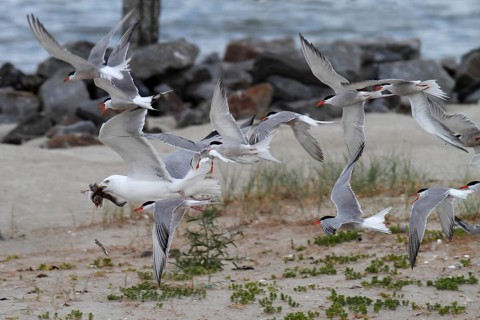 Common Tern (Sterna hirundo), joint predation defence in the colony, european herring gull (Larus