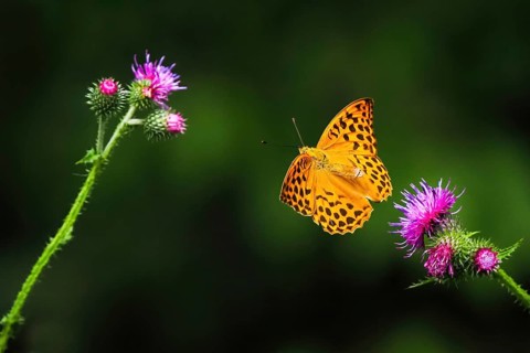 Silver-washed fritillary (Argynnis paphia), male, flying from flower of creeping thistle (Cirsium