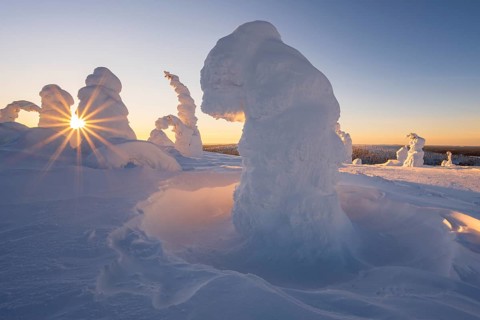 Snowed-in trees, winter landscape, Riisitunturi National Park, Posio, Lapland, Finland, Europe