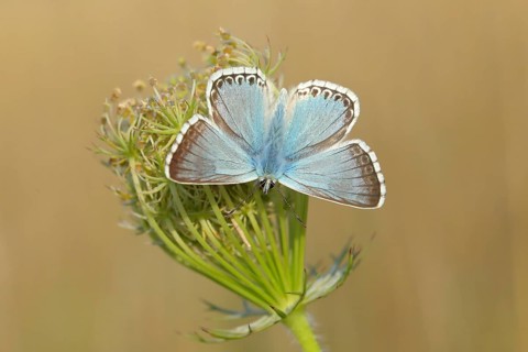 Silver-green blue (Lysandra coridon) Other animals, Insects, Butterflies, Animals, Bad Neustadt an