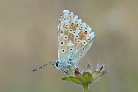 Silver-green blue (Lysandra coridon) Underside Other animals, Insects, Butterflies, Animals, Bad