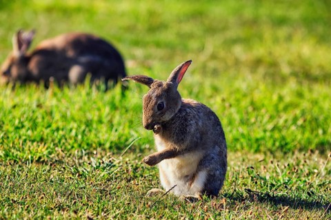 European rabbit (Oryctolagus cuniculus) in a meadow, St Mary's, Isles of Scilly, Cornwall, England,