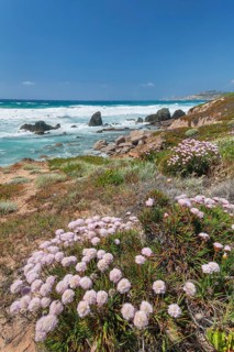 Beach carnations at the Spiaggia di Rena Majore, Gallura, Sardinia, Italy, Spiaggia di Rena Maiore,