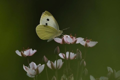 Small white (Pieris rapae) sitting on flower of flowering rush (Butomus umbellatus), Hesse,