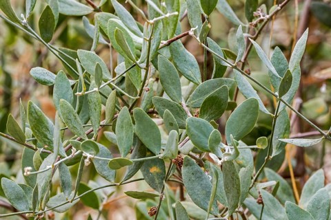 Jojoba (Simmondsia chinensis), goat nut, deer nut, pignut, wild hazel, quinine nut close-up of