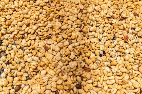 Coffee beans, Coffee farm Hacienda Venecia, Zona Cafetera, Colombia, South America