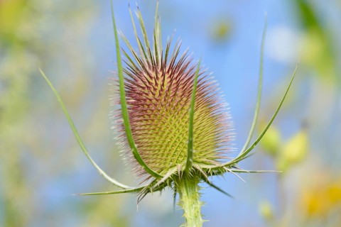 Wild teasel (Dipsacus fullonum), inflorescence in front of flowering, North Rhine-Westphalia,