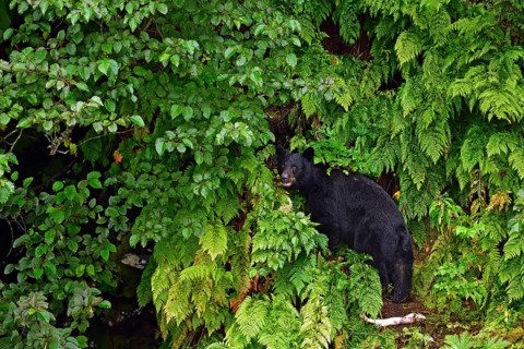 American Black Bear (Ursus americanus) looking at camera from forest edge, rainforest, Prince