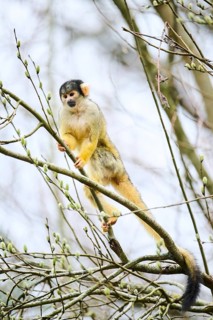 Black-capped squirrel monkey (Saimiri boliviensis) in a tree, Bavaria, Germany, Europe