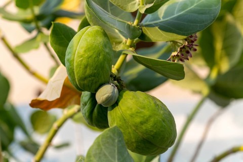 Sodom Apple (Calotropis Procera) tree, Giant Milkweed Asclepias, Isla Mujeres, Caribbean Coast,