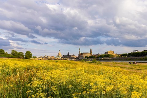 Flowering Elbe meadows in Dresden's Old Town with silhouette