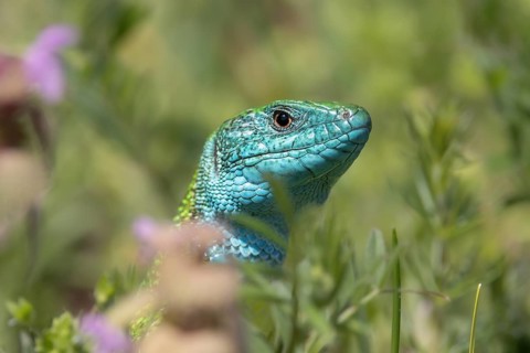 Emerald lizard male in grass, Dürnstein, Wachau, Lower Austria, Austria, Europe