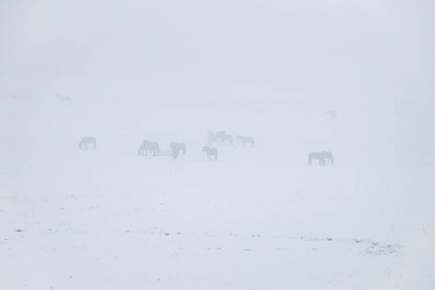 Horses in a snowy paddock at Hengstberg
