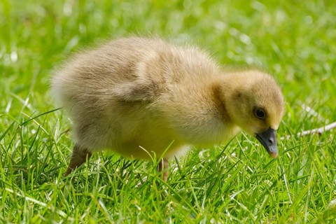 Greylag Goose (Anser anser), chick at Lake Vienenburg, Vienenburg, Goslar, Harz, Lower Saxony,