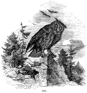 Eurasian Eagle-owl, Hubertus hunting, hunting scenes, wild animals, forest, wall, evening sun,