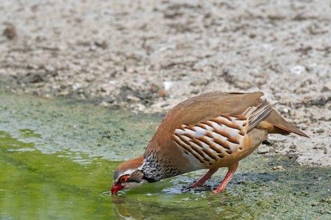 Red-legged partridge (Alectoris rufa), French partridge drinking water from pond
