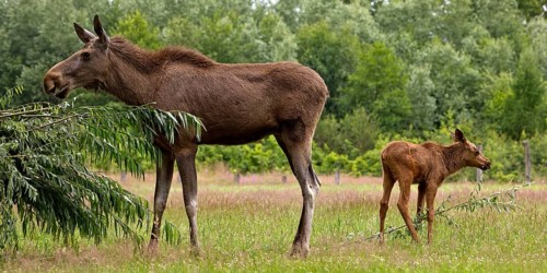 Eurasian cow elk with moose (Alces alces) calf captive in Sababurg Zoo, Hofgeismar, Reinhardswald,