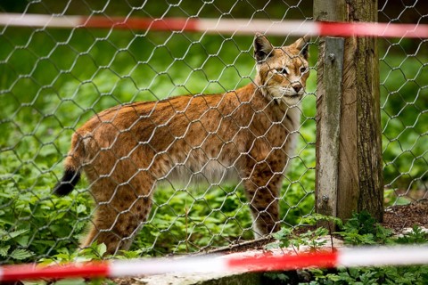 Eurasian lynx (Lynx lynx), northern lynx captive behind the bridle in Sababurg Zoo, Hofgeismar,