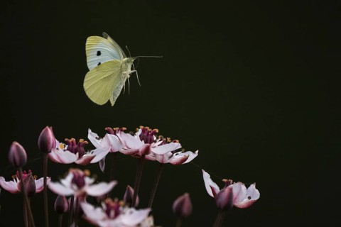 Small white (Pieris rapae) in flight over flowering rush (Butomus umbellatus), Hesse, Germany,