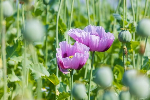 Poppy cultivation in Saxony