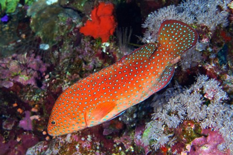 Jewel grouper (Cephalopholis oligosticta), Daedalus Reef dive site, Egypt, Red Sea, Africa