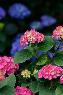 Red and blue hydrangeas (Hydrangea macrophylla)