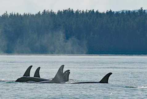 Size Group of Orca Whales Moving Close Together through Water, Coast and Forest, Inside Passage,