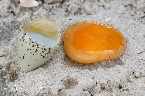 Ringed Plover (Charadrius hiaticula), examination of an egg at the end of the incubation period,