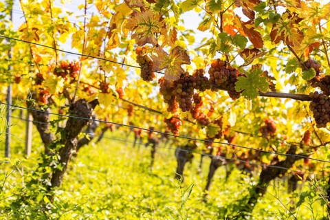 Saxon State Winery Schloss Wackerbarth invites the press to the grape grape harvest in the Goldener