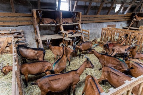 Winner of the Saxon State Competition for Animal-Friendly and Environmentally Compatible Husbandry