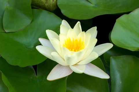 Water lily, white (Nymphaea alba), Baden-Württemberg, Germany, Europe