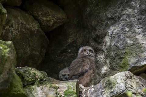 Two Eurasian eagle owl (Bubo bubo) chicks, fledglings sitting in nest on rock ledge in cliff face