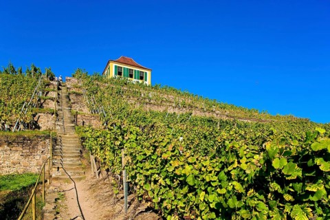 Diesbar Seusslitz vineyard