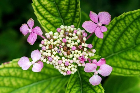 Hydrangea serrata, flower, pink, Baden-Württemberg, Germany, Europe