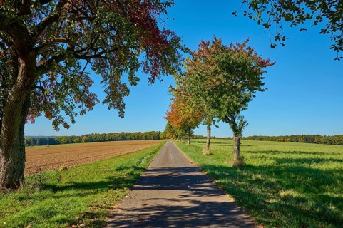 Road, field landscape, pear tree, maple tree, sky, autumn, Amorbach, Odenwald, Bavaria, Germany,