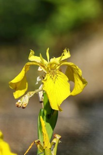 Yellow flag (Iris pseudacorus), yellow flower in a pond, Wilden, North Rhine-Westphalia, Germany,