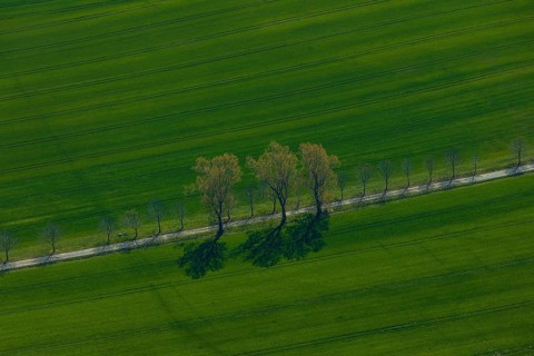 DEU Saxony Grossenhain (Â© Sylvio Dittrich +49 1772156417) Field near Grossenhain in springtime