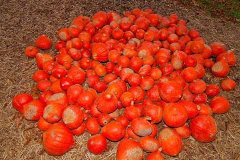 Pumpkins (Cucurbita) (Cucurbitaceae) are a genus of plants in the gourds . Five species are