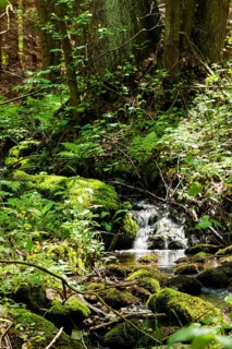 The Tharandt Forest, formerly known as the Grillenburg Forest, is a landscape in the centre of