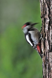 Great Spotted Woodpecker (Dendrocopos major), Greater Spotted Woodpecker male drumming on tree