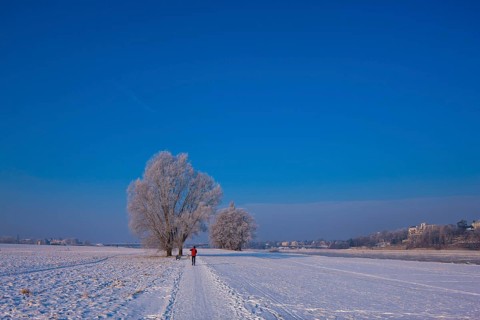 Jogger on the Elbe in Dresden