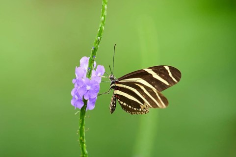 Zebra longwing (Heliconius charithonia) on a blossom, captive, Germany, Europe