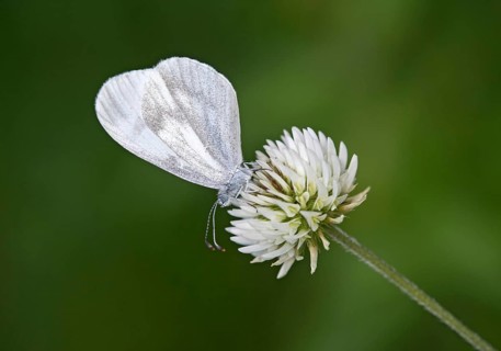 Butterfly Leptidea sp. of the whitefly family, Valais, Switzerland, Europe