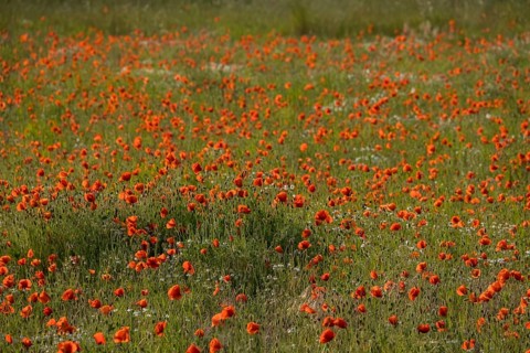 Poppy flowers (Papaver rhoeas), Münsterland, North Rhine-Westphalia, Germany, Europe