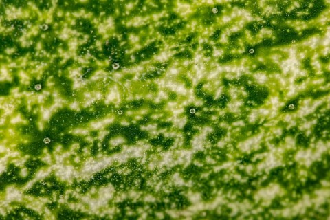 Macro-photograph of the skin of a field cucumber (Cucumis sativus)