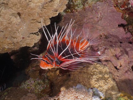 Ray firefish (Pterois radiata), Elphinstone Reef dive site, Egypt, Red Sea, Africa