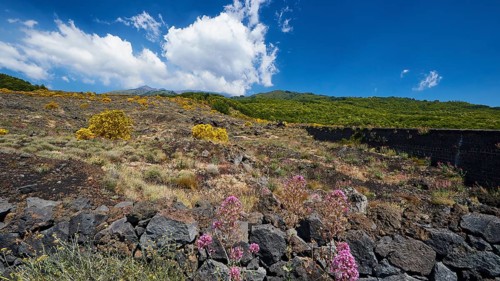 Lava rocks, yellow and purple flowers, Etna, volcano, Eastern Sicily, Sicily, Italy, Europe