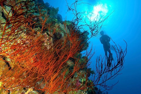 Gegelichtaufnahme von Schwarze Korallen (Antipathes dichotoma) an Steteilwand Drop Off von